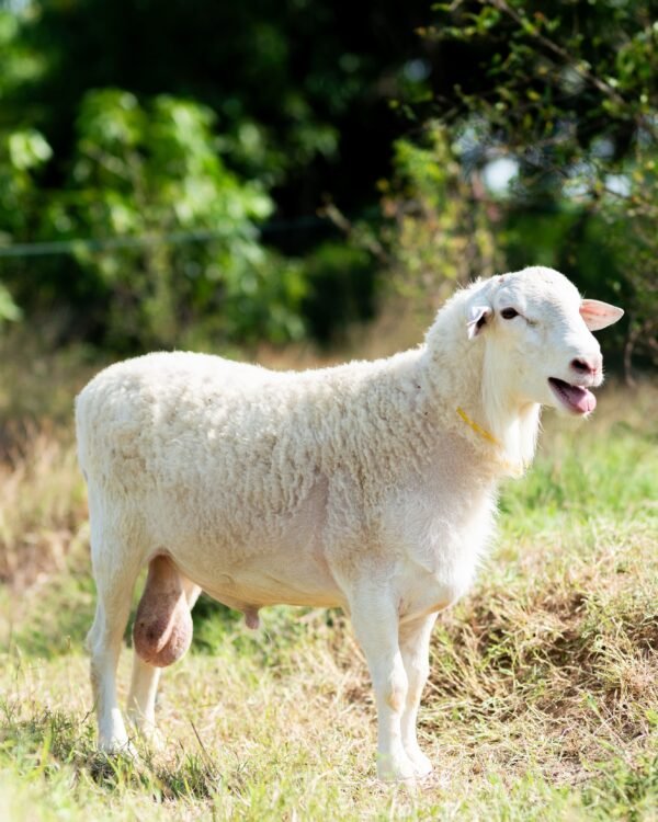028 Cross Texel Jantan -+58kg