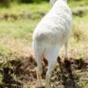028 Cross Texel Jantan -+58kg