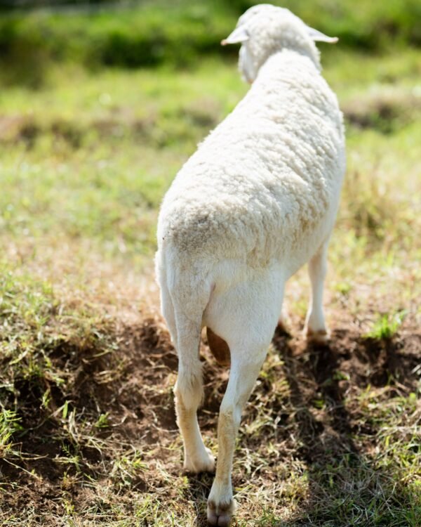 028 Cross Texel Jantan -+58kg