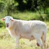 028 Cross Texel Jantan -+58kg