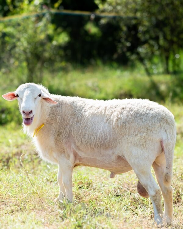 028 Cross Texel Jantan -+58kg