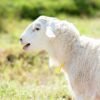 028 Cross Texel Jantan -+58kg
