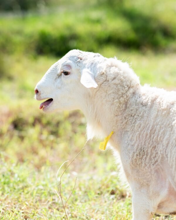 028 Cross Texel Jantan -+58kg