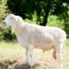 028 Cross Texel Jantan -+58kg