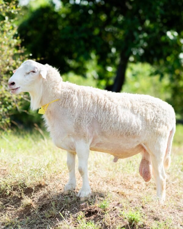 028 Cross Texel Jantan -+58kg