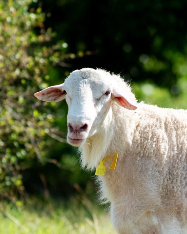 028 Cross Texel Jantan -+58kg