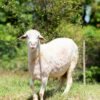 029 Cross Texel Jantan -+76kg