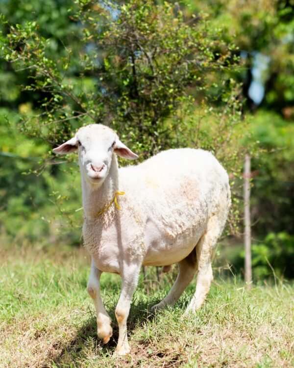 029 Cross Texel Jantan -+76kg