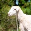029 Cross Texel Jantan -+76kg