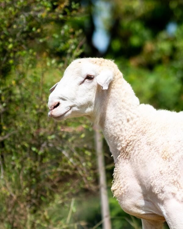 029 Cross Texel Jantan -+76kg