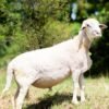 029 Cross Texel Jantan -+76kg