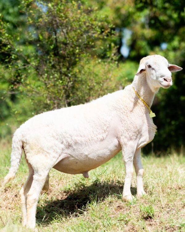 029 Cross Texel Jantan -+76kg