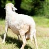 029 Cross Texel Jantan -+76kg