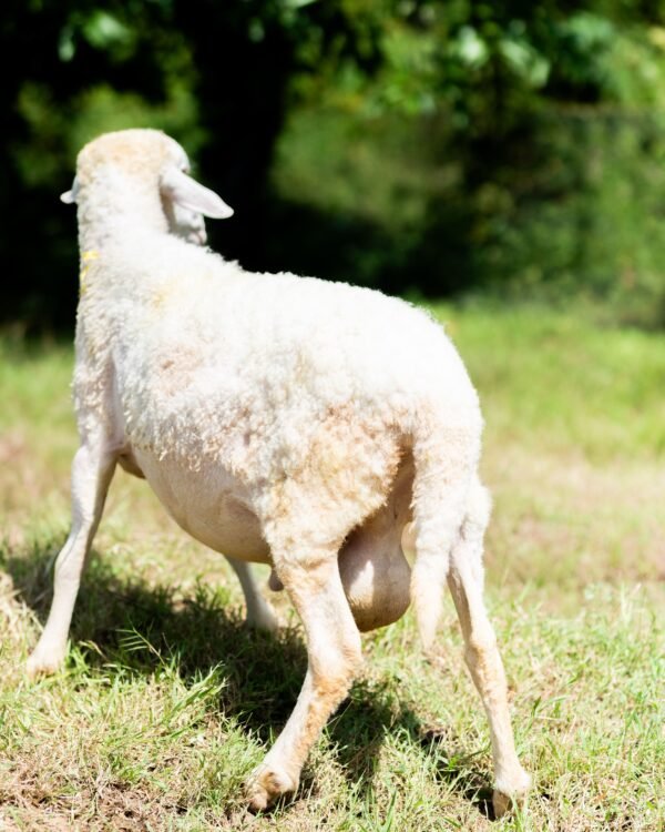 029 Cross Texel Jantan -+76kg
