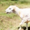 029 Cross Texel Jantan -+76kg