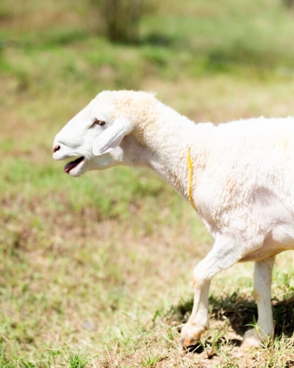 029 Cross Texel Jantan -+76kg