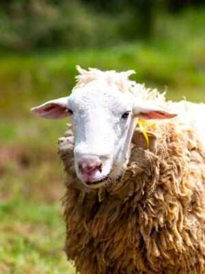 03 Cross ⁠Texel Jantan -+75kg