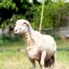 030 Cross Texel Jantan -+79kg