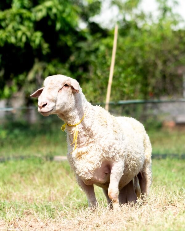 030 Cross Texel Jantan -+79kg