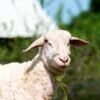 030 Cross Texel Jantan -+79kg
