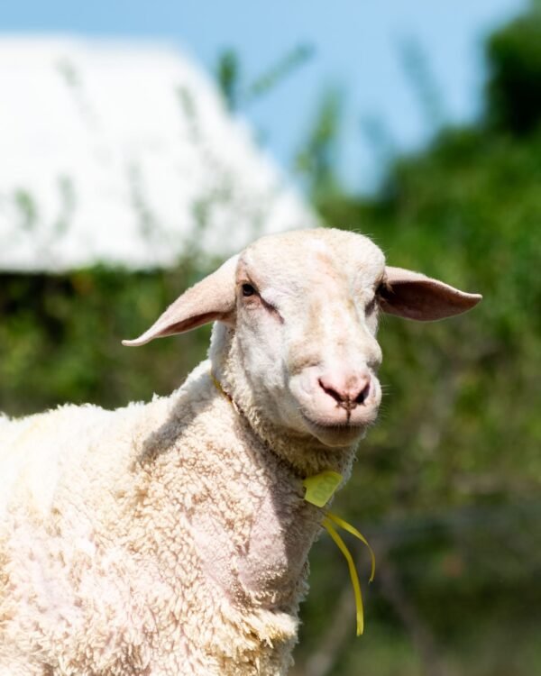 030 Cross Texel Jantan -+79kg