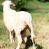 030 Cross Texel Jantan -+79kg
