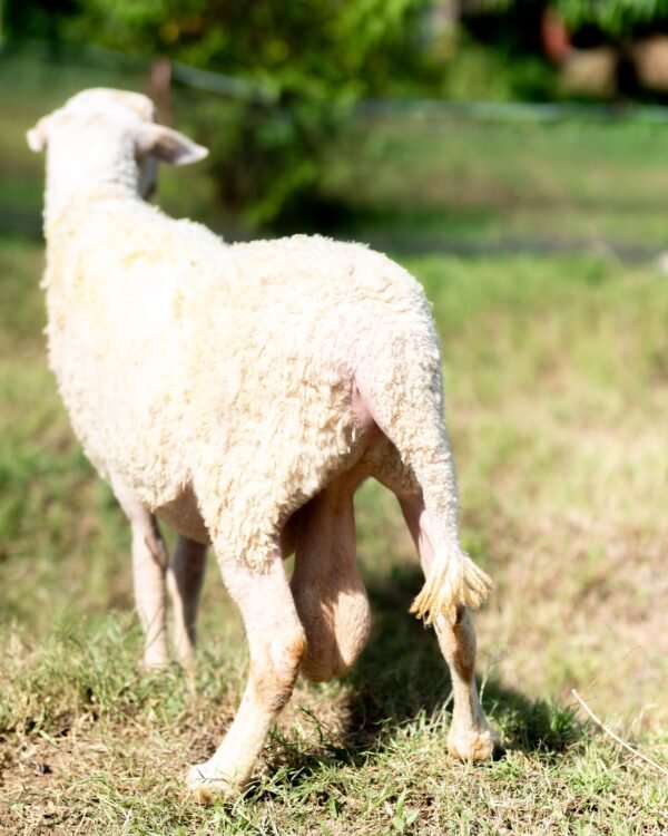 030 Cross Texel Jantan -+79kg