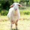 030 Cross Texel Jantan -+79kg