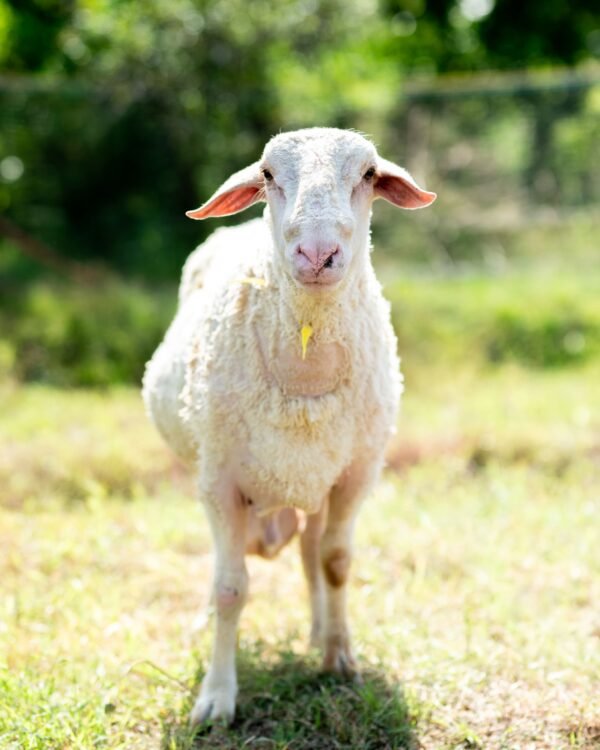 030 Cross Texel Jantan -+79kg