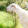 030 Cross Texel Jantan -+79kg