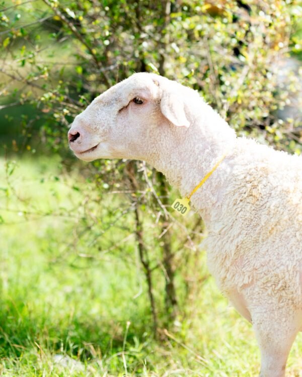030 Cross Texel Jantan -+79kg