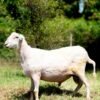 031 Cross Texel Jantan -+84 kg