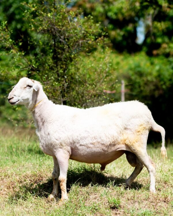 031 Cross Texel Jantan -+84 kg