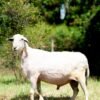 031 Cross Texel Jantan -+84 kg