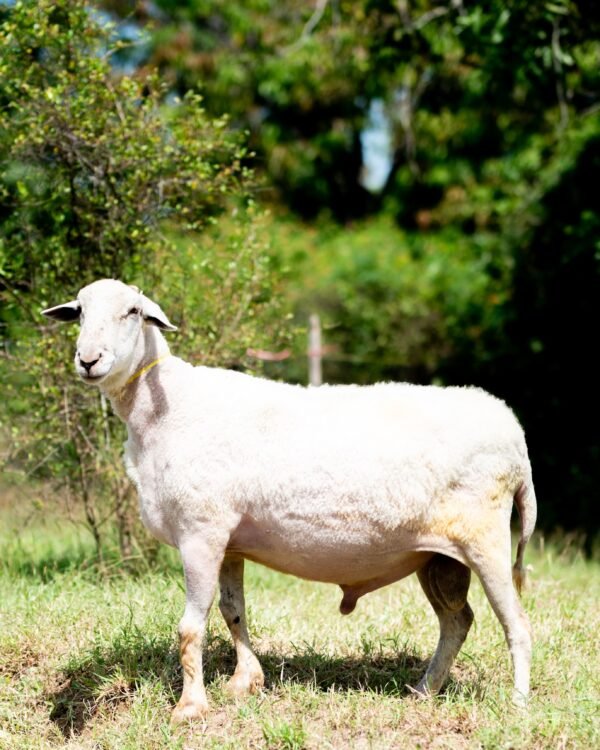 031 Cross Texel Jantan -+84 kg