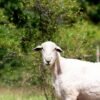 031 Cross Texel Jantan -+84 kg