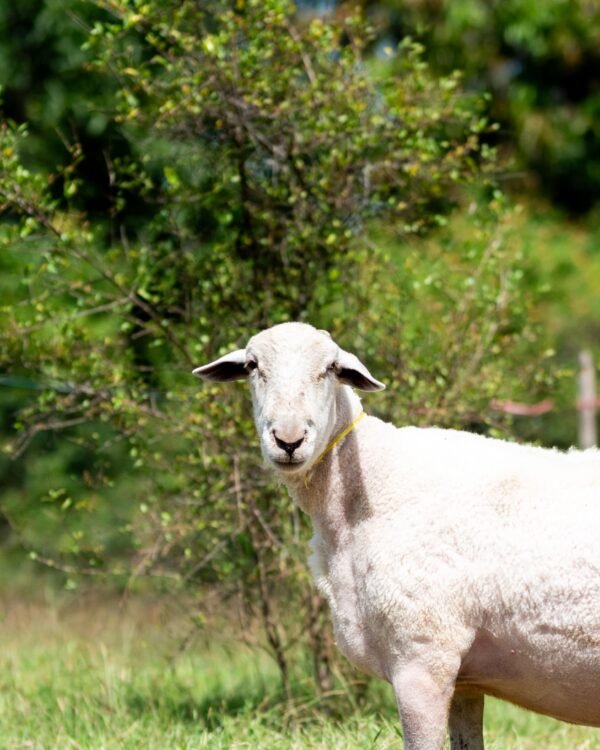 031 Cross Texel Jantan -+84 kg