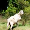 031 Cross Texel Jantan -+84 kg