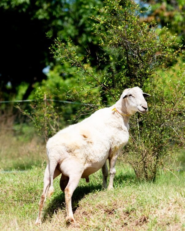 031 Cross Texel Jantan -+84 kg