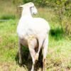 031 Cross Texel Jantan -+84 kg
