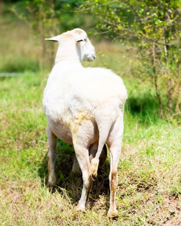 031 Cross Texel Jantan -+84 kg
