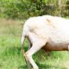 031 Cross Texel Jantan -+84 kg