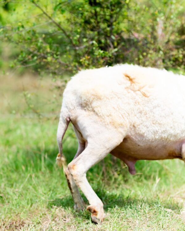 031 Cross Texel Jantan -+84 kg