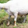 031 Cross Texel Jantan -+84 kg