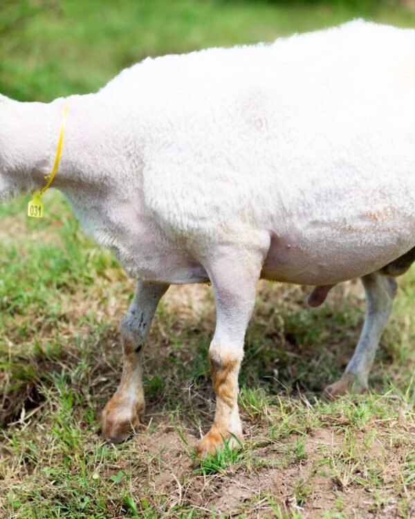 031 Cross Texel Jantan -+84 kg