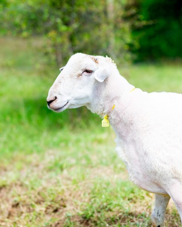 031 Cross Texel Jantan -+84 kg