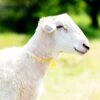 031 Cross Texel Jantan -+84 kg