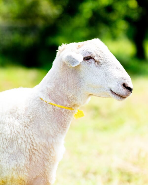 031 Cross Texel Jantan -+84 kg