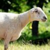 032 Cross Suffolk Jantan -+64kg