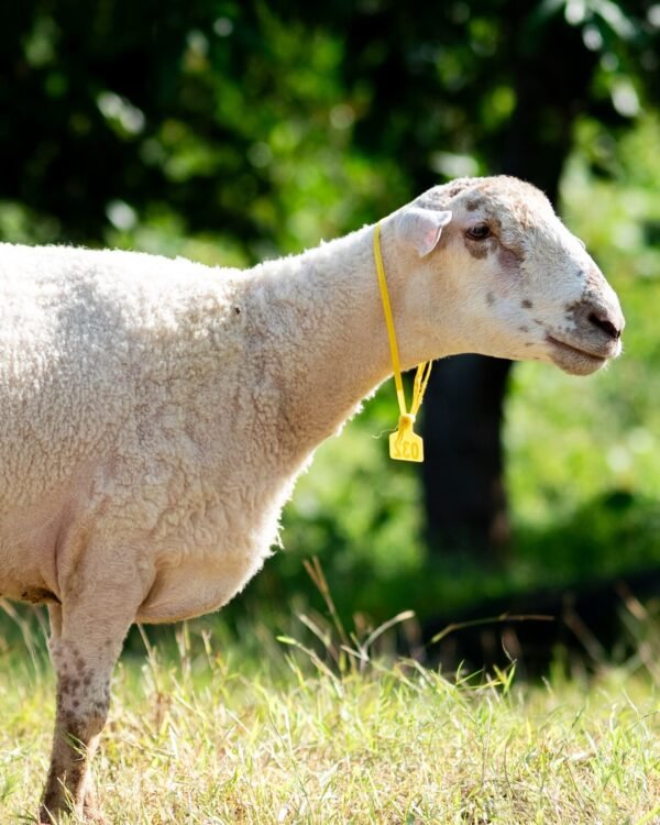 032 Cross Suffolk Jantan -+64kg